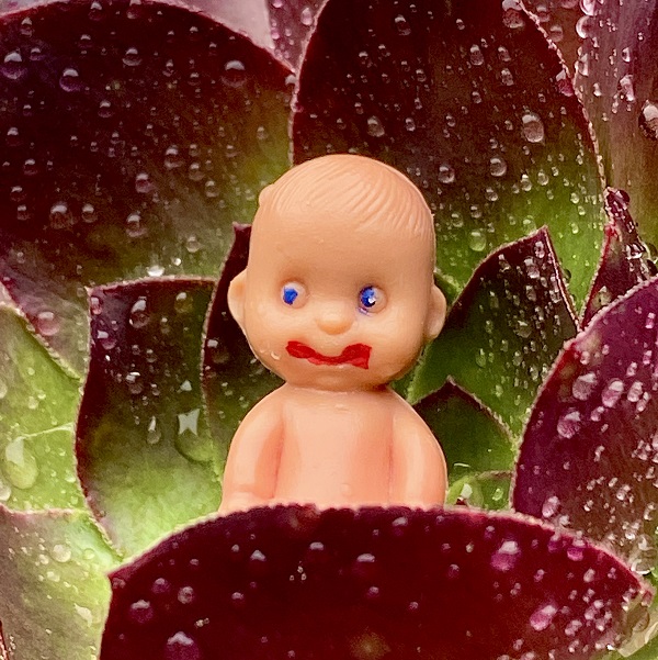 Brutus Baby in wet succulent